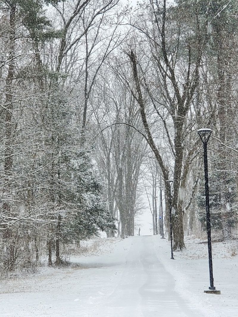 A snow covered path leads between snow covered trees