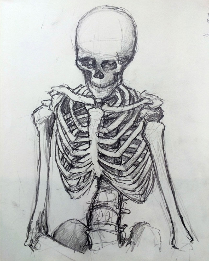 Art Skeleton Drawing Penn State Abington