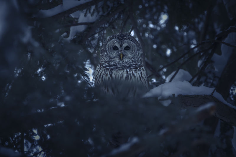 An owl sits in a snow-covered tree