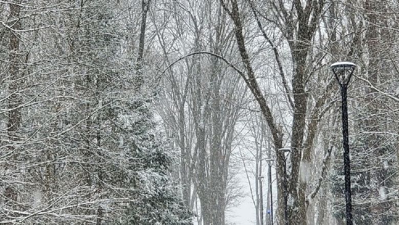 A snow covered path leads between snow covered trees