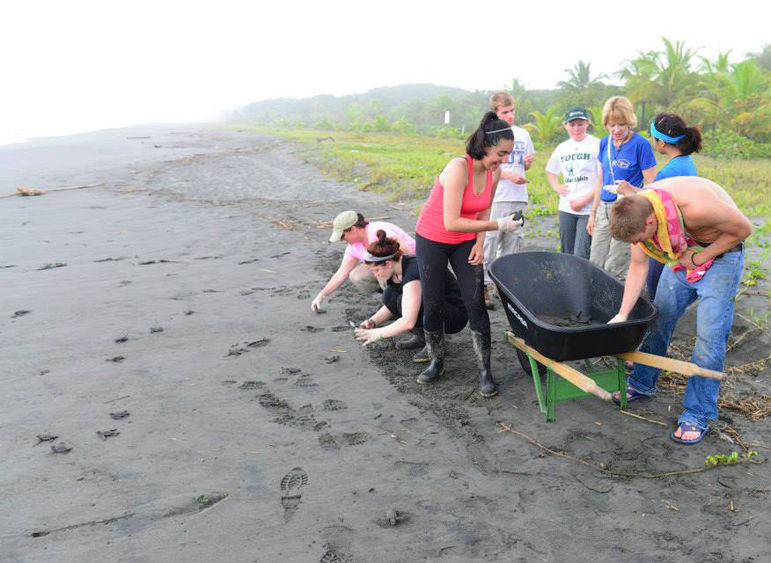 Students work with baby sea turtles on the beach.